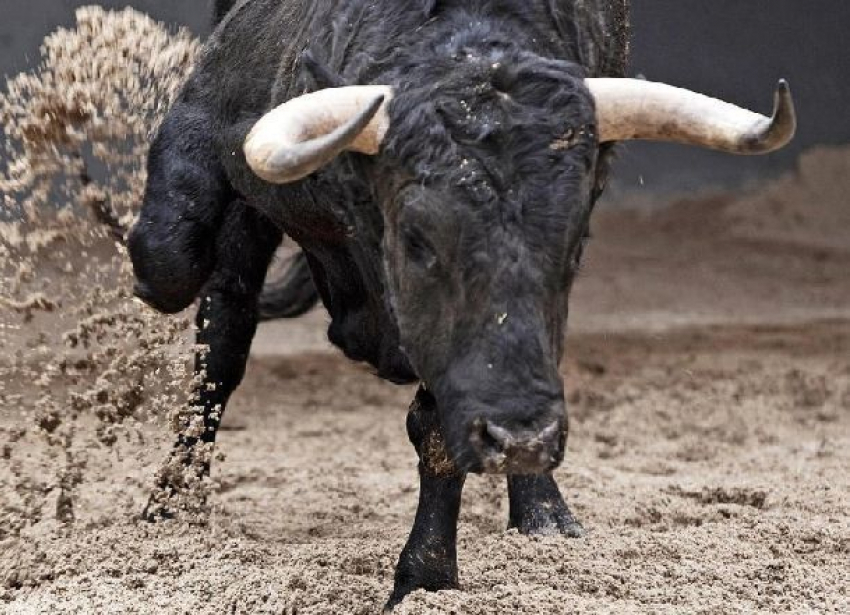 Бык насмерть заколол иловлинца за прерванный половой акт