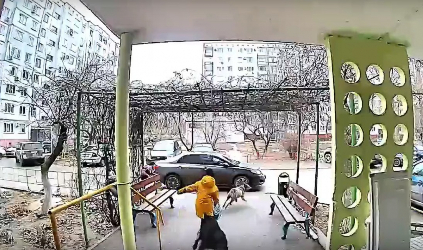Заполонившими Волгоград собаками заинтересовался Александр Бастрыкин