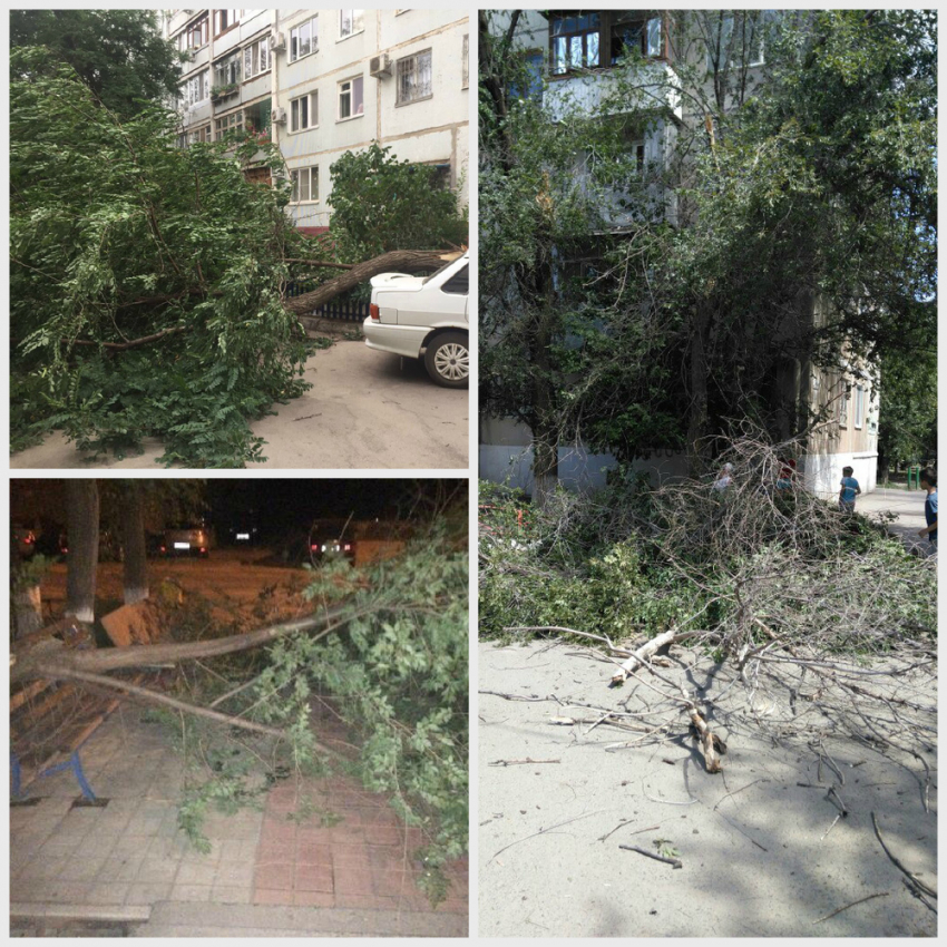 Ураган повалил деревья в Волгограде
