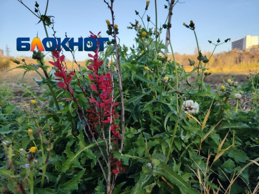 Куры против закона: суд заставил волгоградку снести курятники на двух дачах