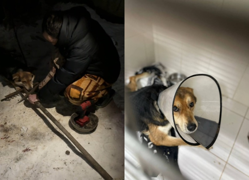  Волгоградец воткнул грабли в собаку в Новый год: пса спасают