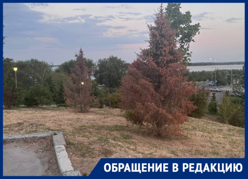 Поливали обещаниями: молодые деревья массово засохли в центре Волгограда
