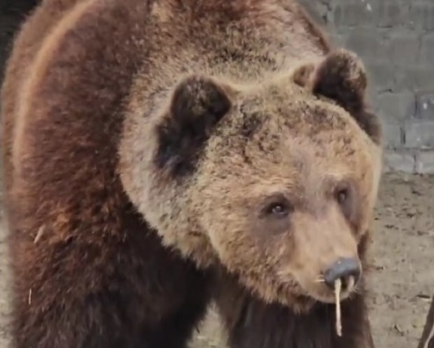 Врачи назвали главную причину мучений волгоградского медведя с соплями