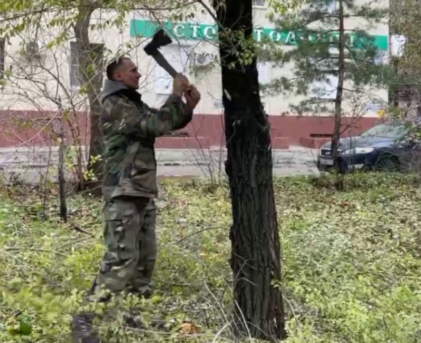 Волгоградцы учат коммунальщиков обрезать деревья без варварства