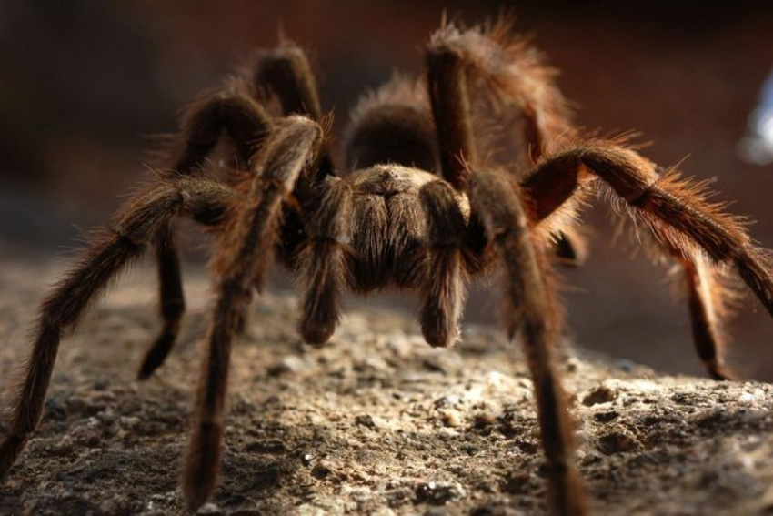 На севере Волгограда огромный паук забрался в квартиру и повис над кроваткой младенца