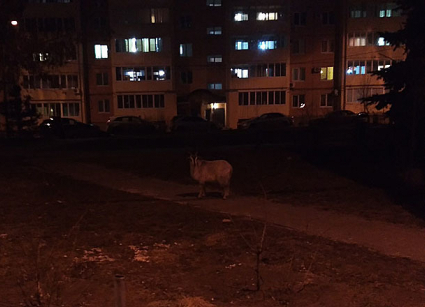 Одинокий козел слоняется по улицам Волгограда