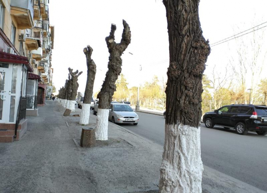 Шоковую обрезку деревьев потребовали прекратить волгоградцы от чиновников