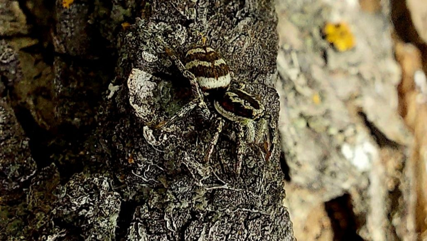 Пауки пробудились от спячки в Волгоградской области