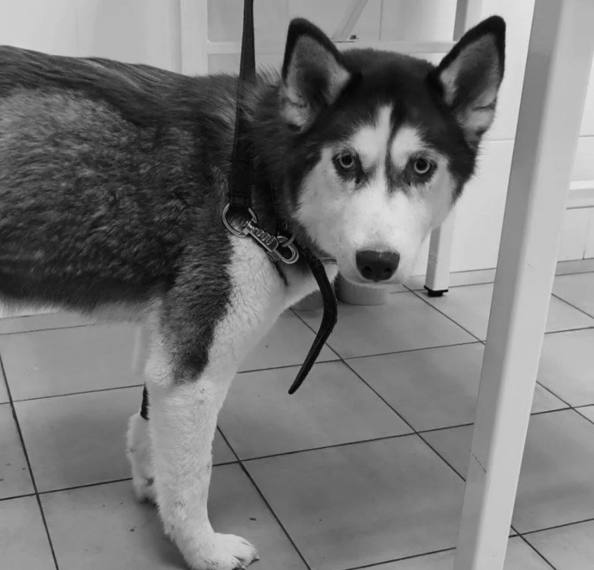 Умерла хаски-мама щенков из жуткого расселенного дома в Волгограде