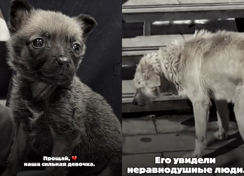 Волгоградский приют объявил большой стоп на прием животных 