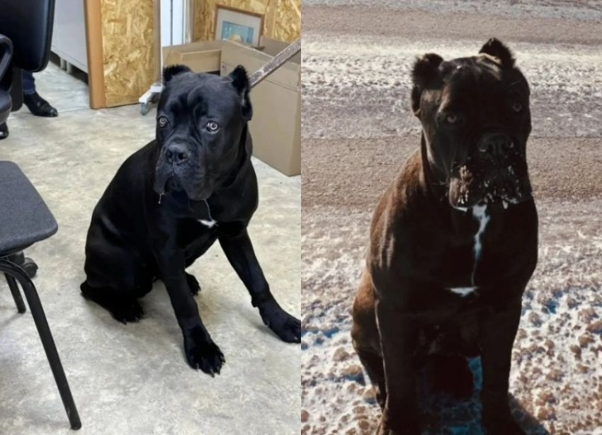 Итальянского мастифа нашли на трассе в Волгограде: «Неужели выбросили?»