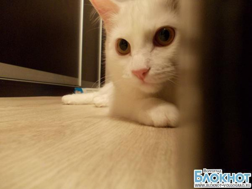 На звание самой красивой кошки Волгограда претендует Алиса