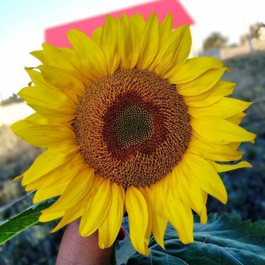 Конец страданиям – сегодня в Волгограде последний день жары