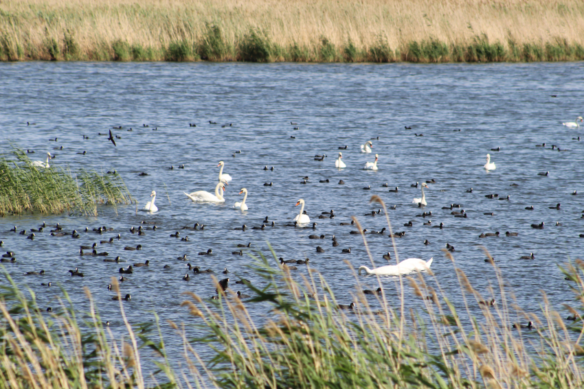 Пруды очистных сооружений КАУСТИКа подтвердили статус места обитания краснокнижных птиц