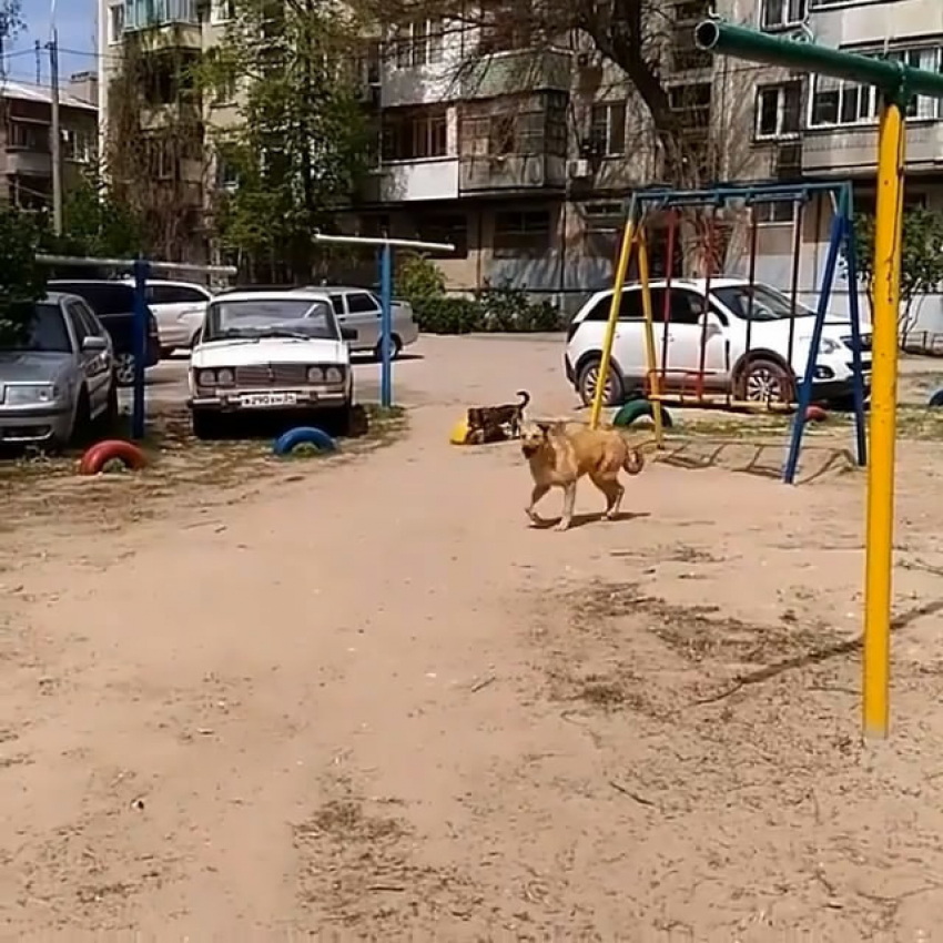 Собака покусала 7-летнюю девочку на детской площадке, - жительница запада Волгограда 