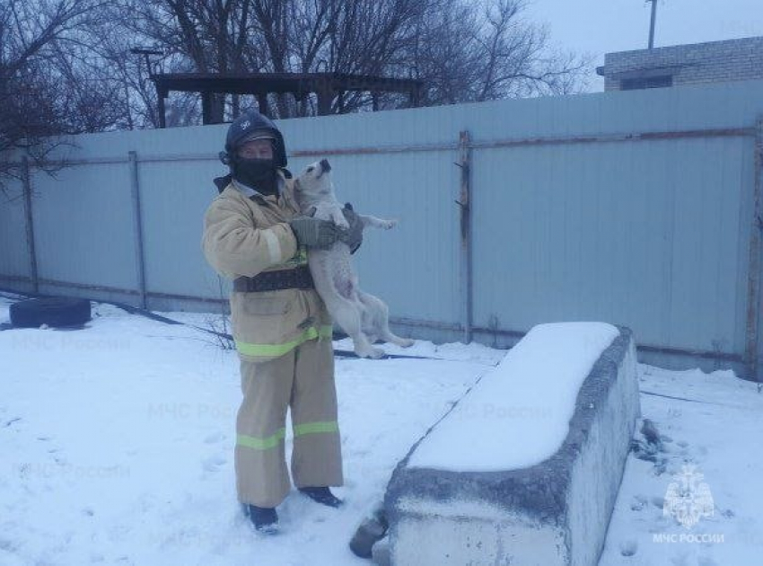 Волгоградские сотрудники МЧС спасли из котлована бездомную собаку