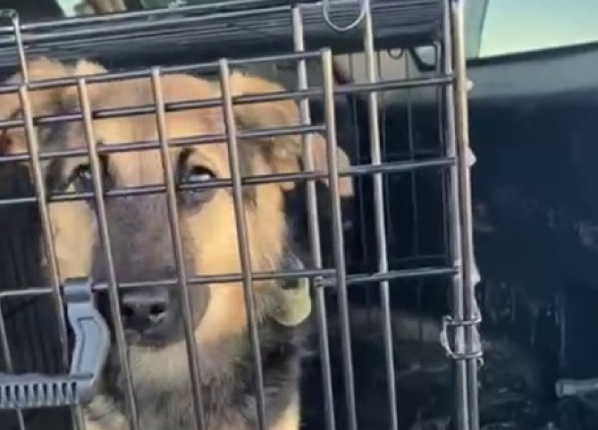 Щенок-путешественник из волгоградской электрички вернулся домой