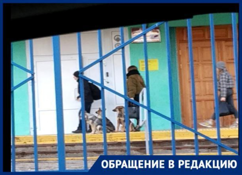 Школьники ходят в лицей №4 вместе с бродячими собаками, - волгоградцы боятся за детей