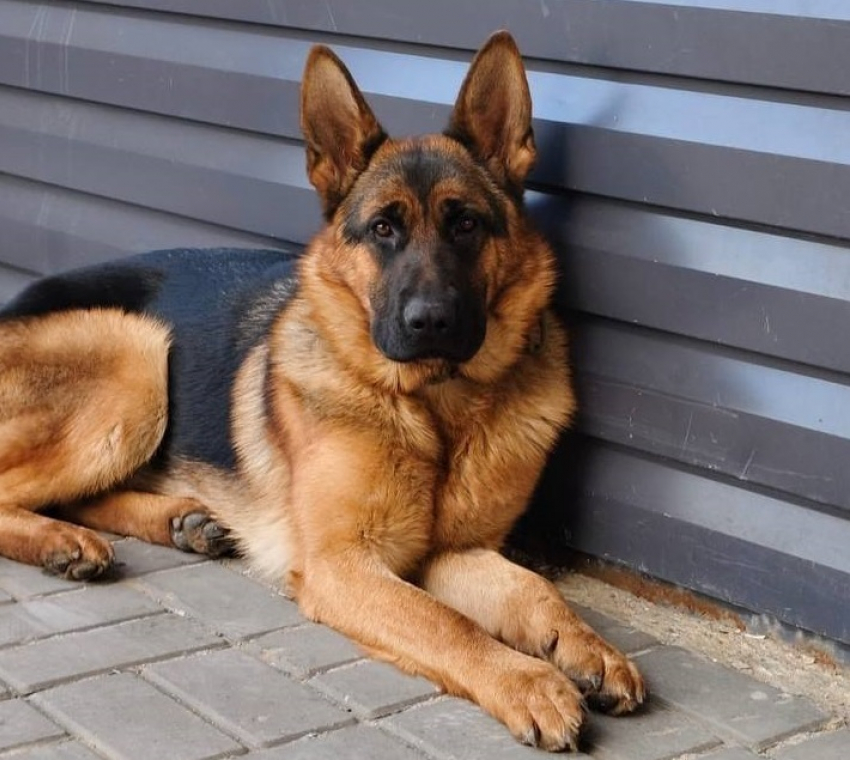 Ищущая взрывчатку служебная овчарка пропала в Волгограде