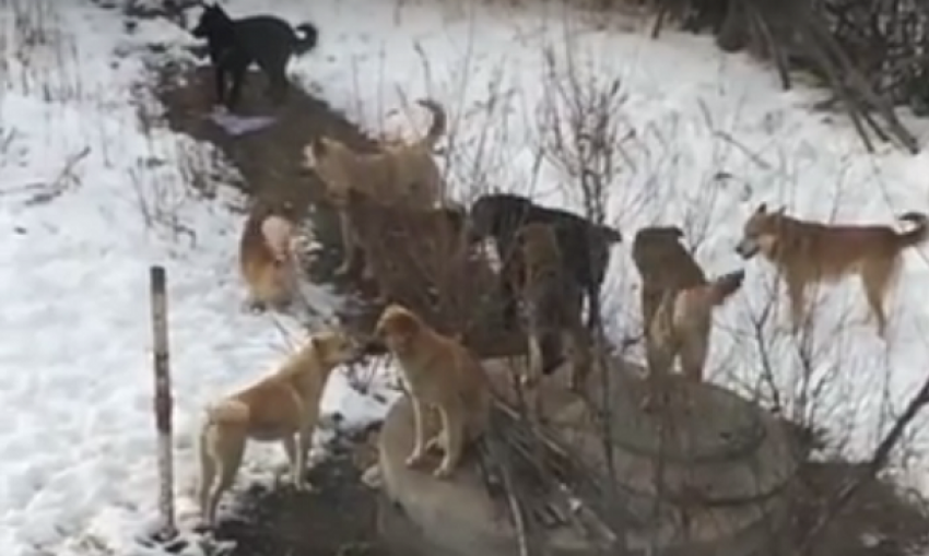 Под Волгоградом люди боятся выйти из дома из-за стаи бездомных собак