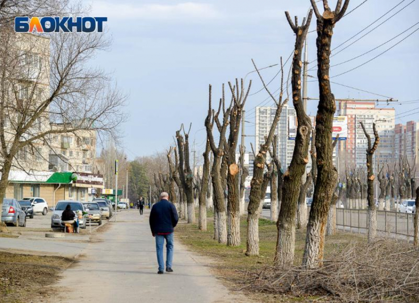 Паспорта на каждое дерево в Волгограде предложил завести общественник
