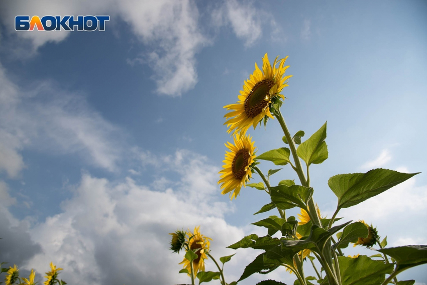 Рабочую неделю в Волгограде завершит теплая пятница