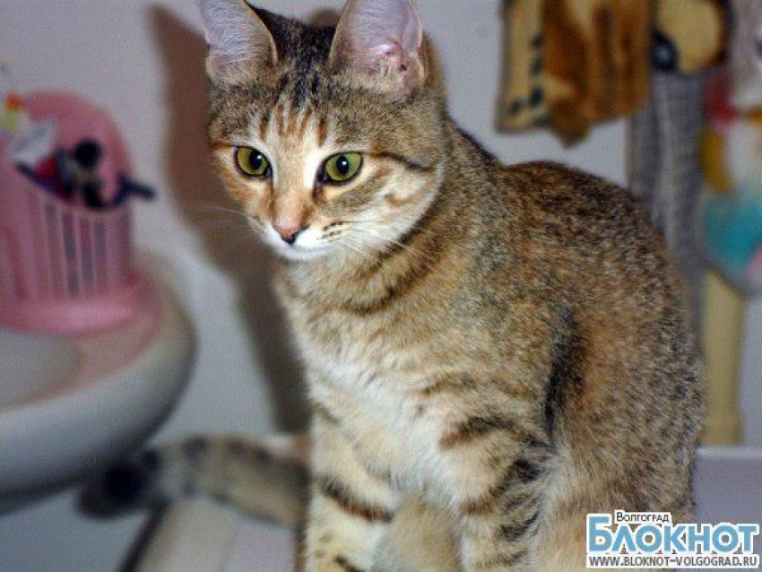 Кошка Фока может стать самой красивой в Волгограде