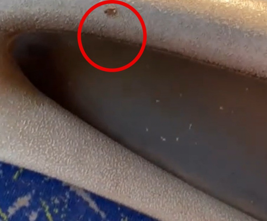 Волгоградцы пожаловались на тараканов в автобусе №77: видео