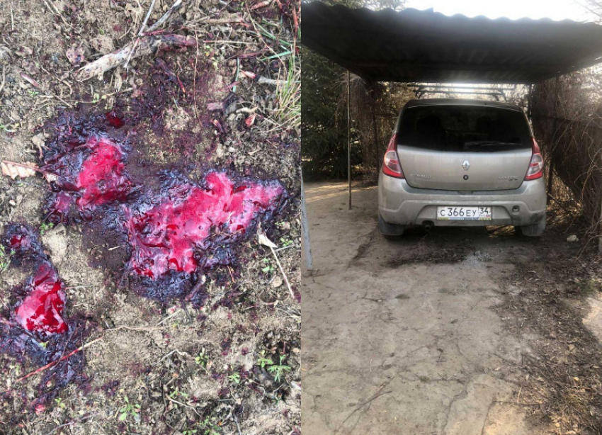 Расстрелял собаку из ружья дачник на глазах соседки в Волгоградской области  