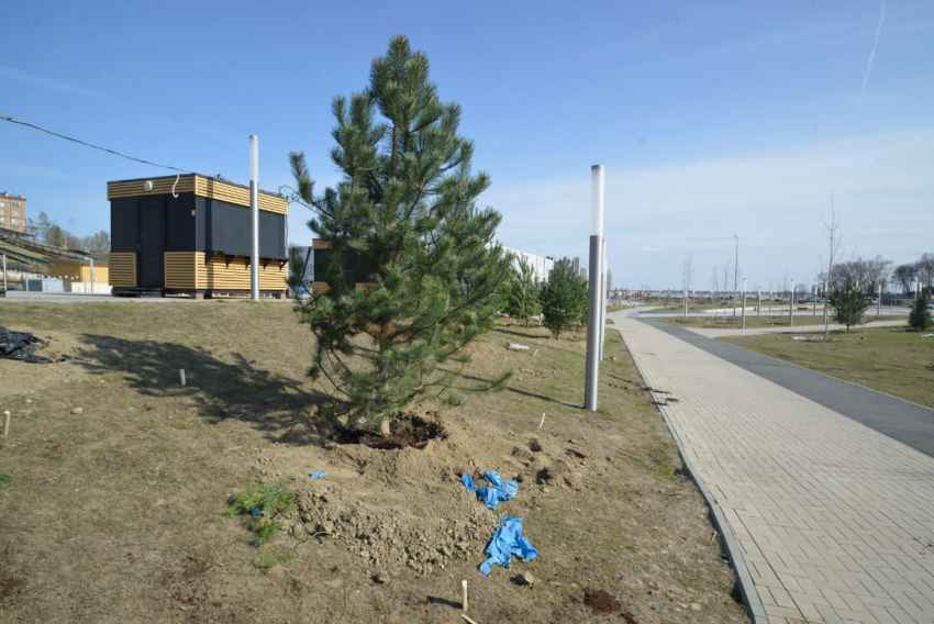 Фамильные деревья высадили в пойме Царицы в Волгограде