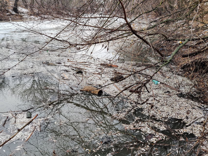Река краснеет – рыба умирает: в Волгоградской области объяснили экологическую трагедию Арчеды