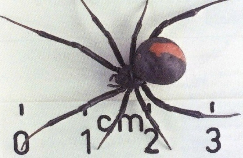 Каракурты наступают: смертельно опасные пауки появляются в Волгоградской области