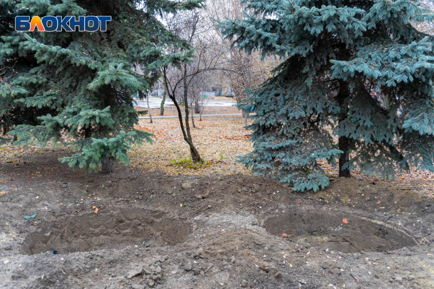 «Им слишком тесно»: в горсаду Волгограда выкопали голубые ели