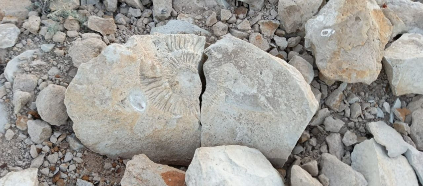 Школьники нашли древний аммонит на берегу реки в Волгоградской области  