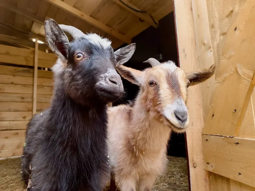 Две необычные козы поселились в центре Волгограда 