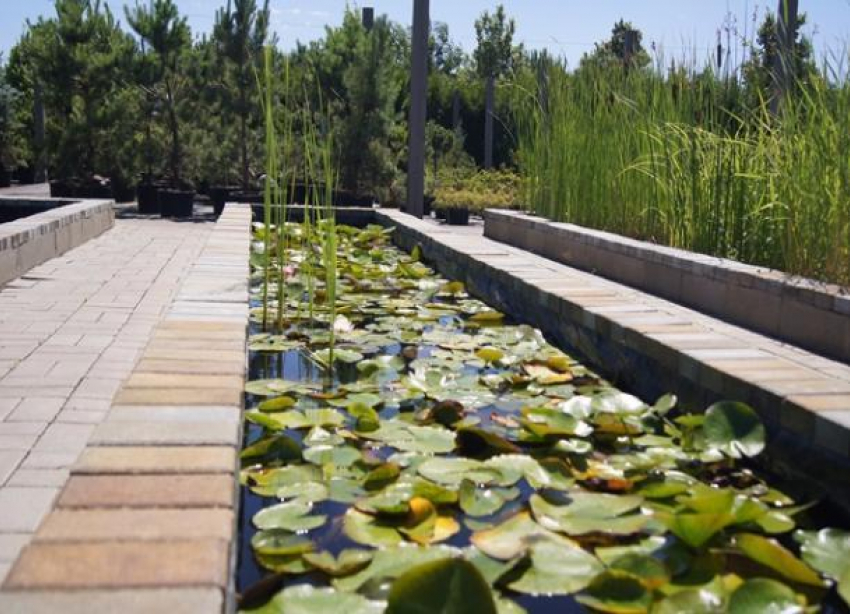 В волгоградском ЦПКиО высадят барбарис и миндаль