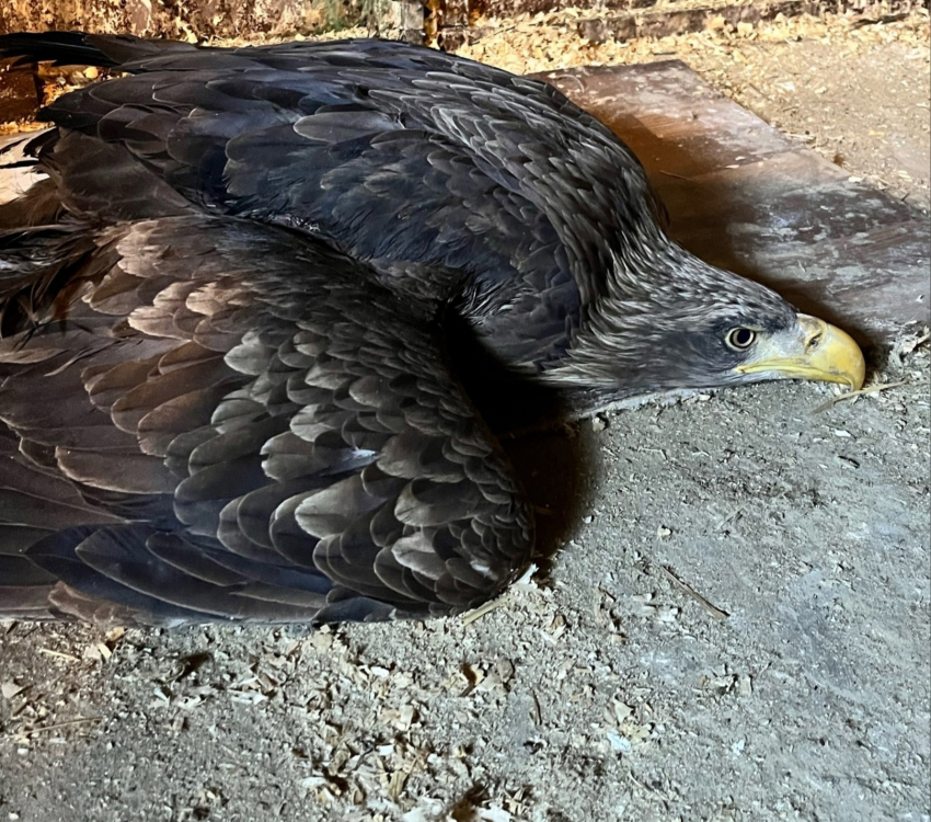 Краснокнижного орлана с оторванным крылом спасают под Волгоградом