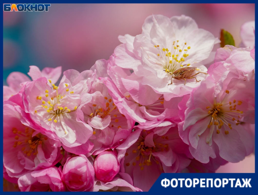 Завораживающее цветение сакуры показал фотограф в Волгограде 