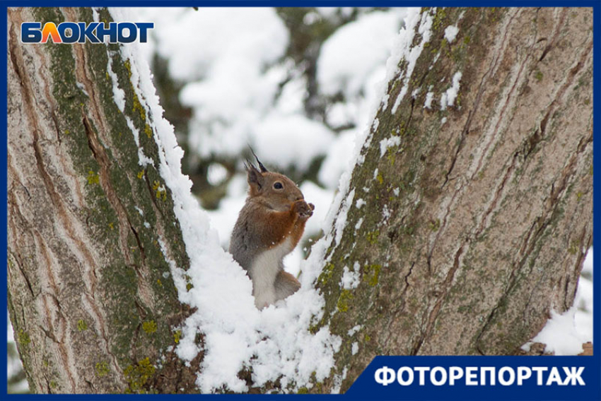 По-настоящему зимний Волгоград показал фотограф