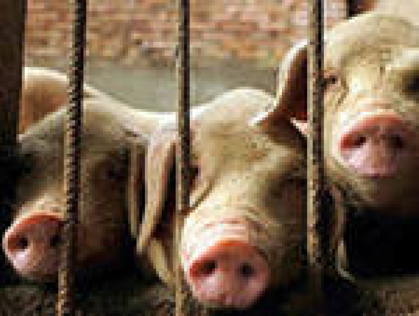 Селянам компенсируют ущерб от африканской чумы свиней