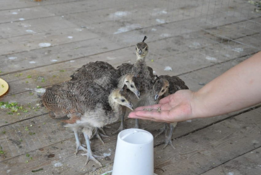 Крошечных птенцов павлина с гордостью показал глава района в Волгоградской области