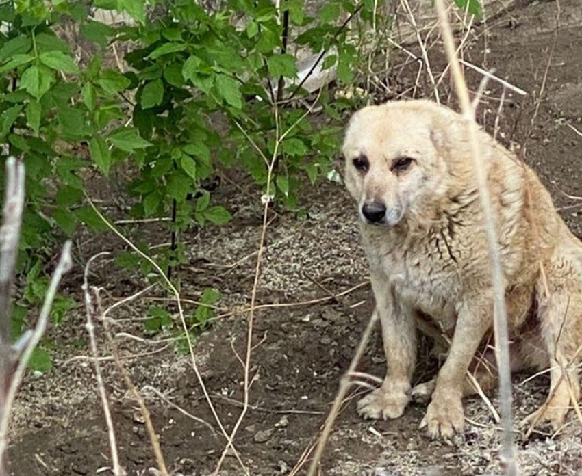 Волгоградцев просят помочь собаке с перебитыми лапами, провалившейся в строительный ров