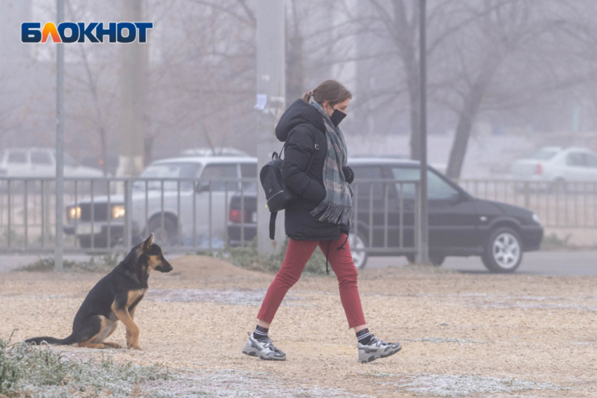  «Укусил безнадзорный щенок»: Роспотребнадзор о смерти девочки от бешенства и проблеме бездомных собак в Волгограде