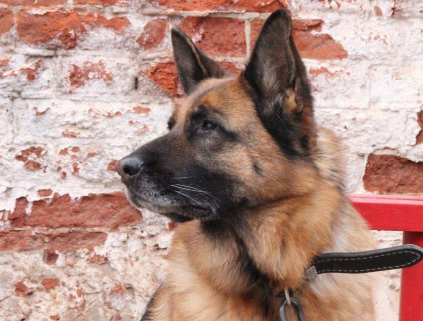 Вышла на пенсию и теперь хочет в семью: в Волгограде ищут дом для уникальной овчарки