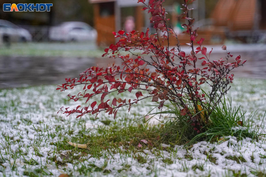 Снег вперемешку с дождем ждут в Волгограде