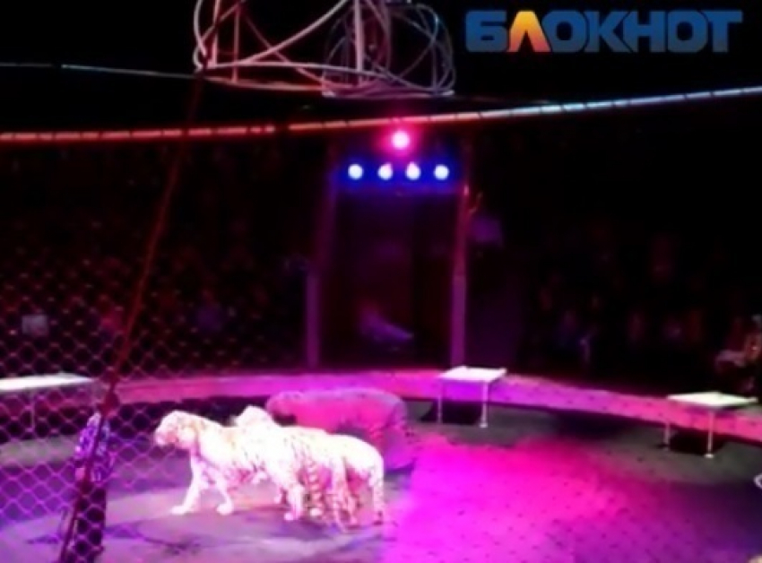 Белые тигры набросились на работника цирка в Волгограде