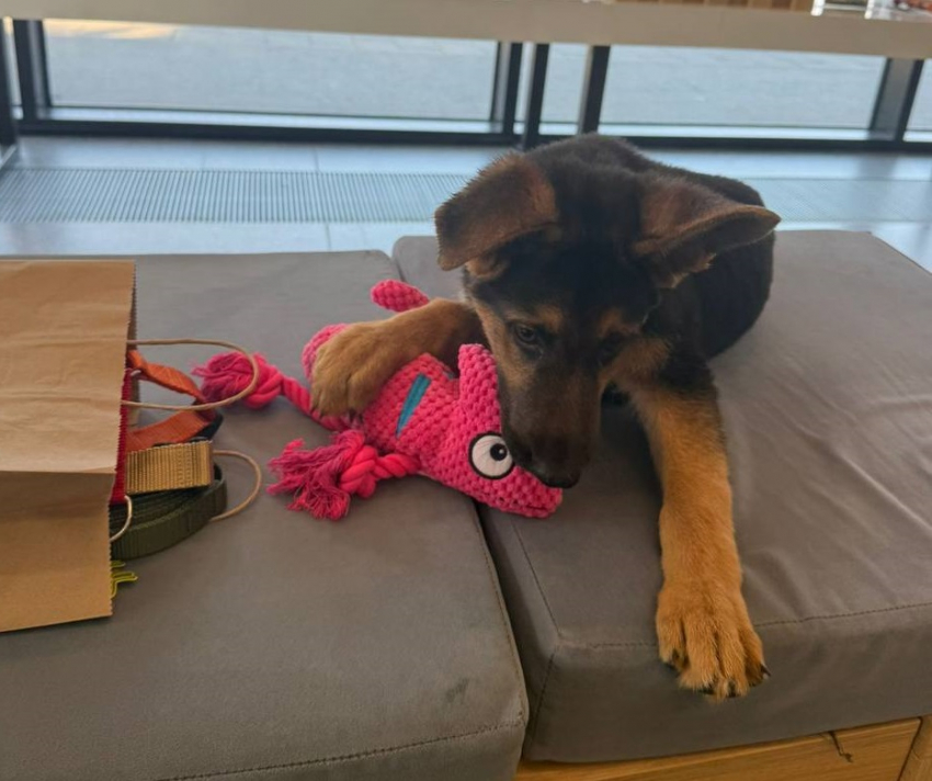 Началась угроза отека легких: операция сорвалась у волгоградского щенка Барта в Москве