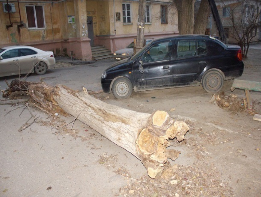 Управляющая компания Волгограда отказывается отвечать за рухнувшее на автомобиль сухое дерево