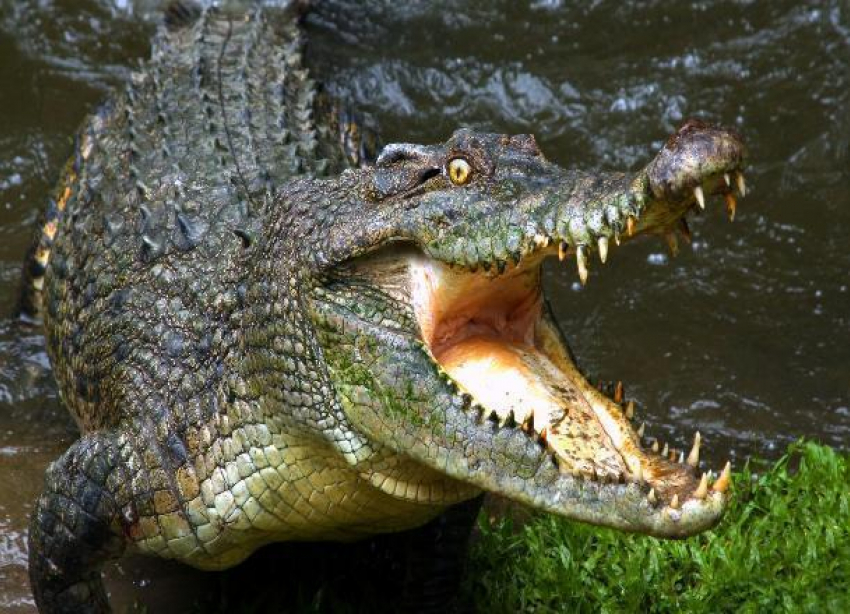 Эксперты вычислили спрос на крокодилов в Волгоградской области
