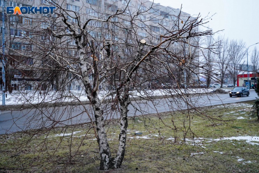 Потепление до +5 градусов накроет Волгоградскую область